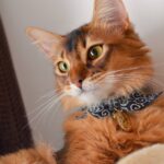 野良猫は何故家に入ってくる？傷付けない対処方法は？