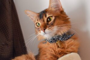 何故猫は隠れる？お客さんが来た時に隠れる癖を治す方法！