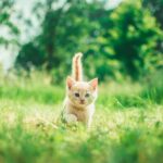 野良猫は何故家に入ってくる?傷付けない対処方法は?