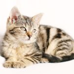 何故猫は隠れる?お客さんが来た時に隠れる癖を治す方法!