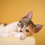 初めて猫を飼う人の心構えは?