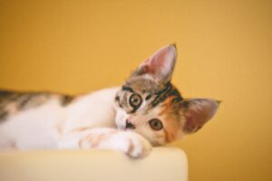 初めて猫を飼う人の心構えは？