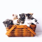 なぜ抜ける?猫の毛の仕組み大公開!